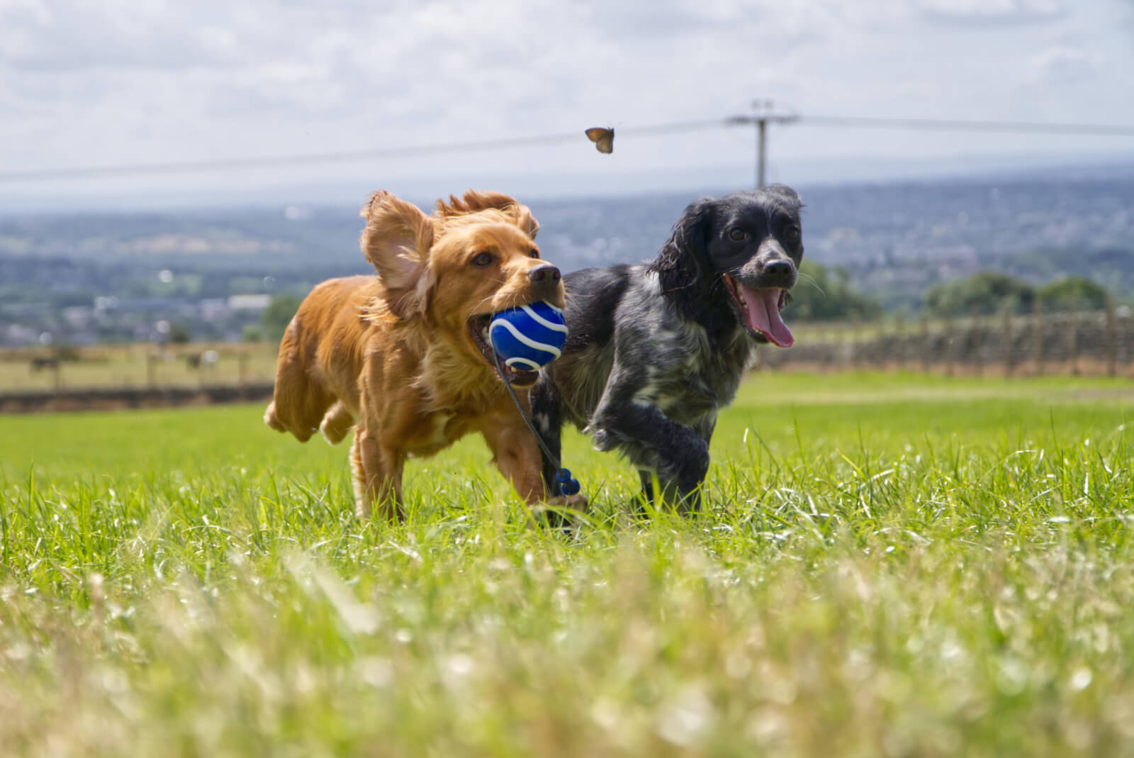 Two dogs running in a green field